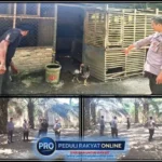 Belum Genap 10 Hari Jabat Kapolsek Pantai Labu, Ipda Iralfat Yaroni Dachi Tindak Lanjuti Informasi Media Terkait Judi Sabung Ayam