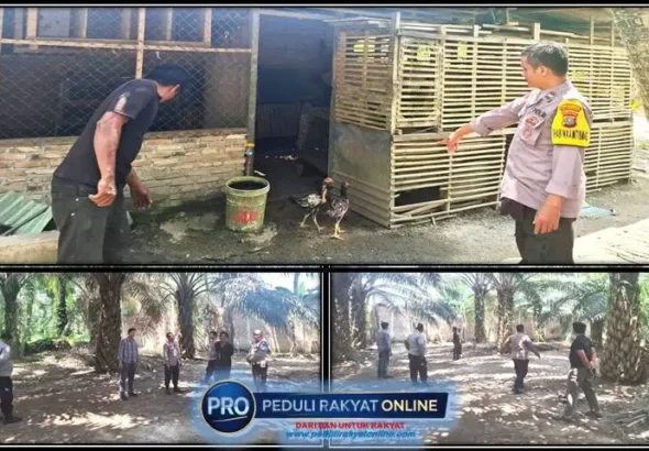 Belum Genap 10 Hari Jabat Kapolsek Pantai Labu, Ipda Iralfat Yaroni Dachi Tindak Lanjuti Informasi Media Terkait Judi Sabung Ayam