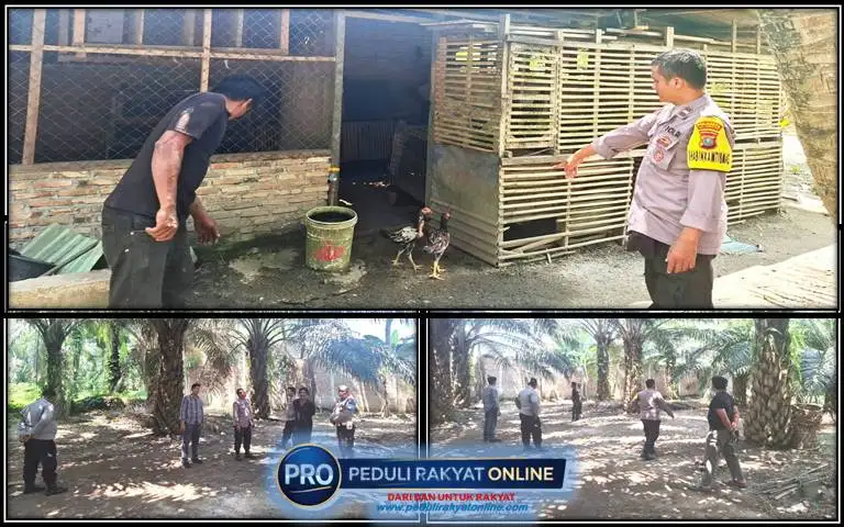 Belum Genap 10 Hari Jabat Kapolsek Pantai Labu, Ipda Iralfat Yaroni Dachi Tindak Lanjuti Informasi Media Terkait Judi Sabung Ayam